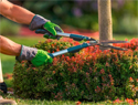 landscape architect