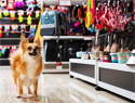 pet shops and accessories